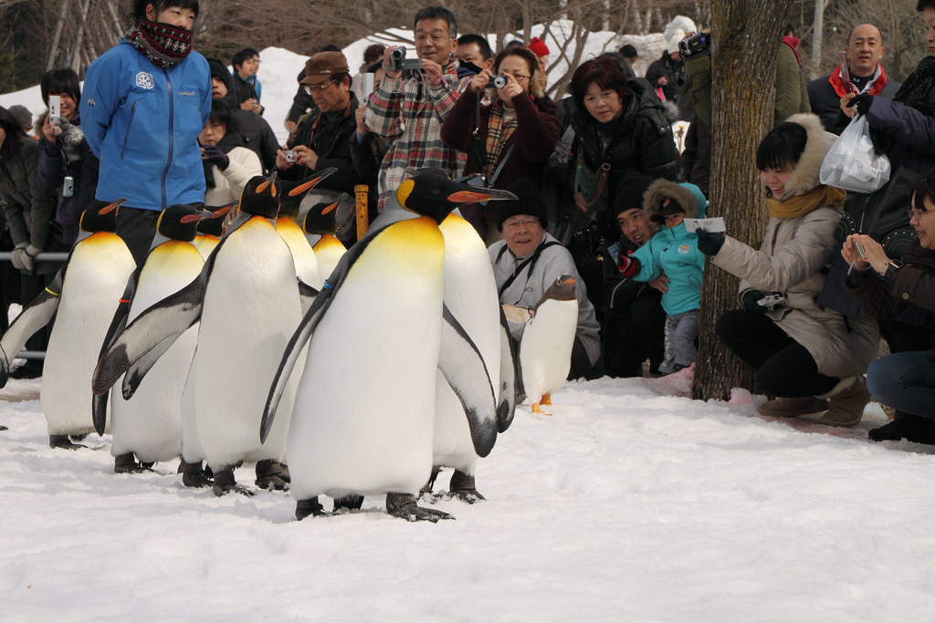 Penguin march - ASAHIYAMA Zoo